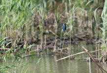 天生捕魚高手 翠鳥現蹤大漢溪濕地 天生捕魚高手 翠鳥現蹤大漢溪濕地