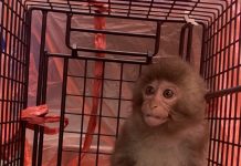 新北餓壞萌猴爽吃雞排 進誘捕籠等待飼主領回 新北餓壞萌猴爽吃雞排 進誘捕籠等待飼主領回