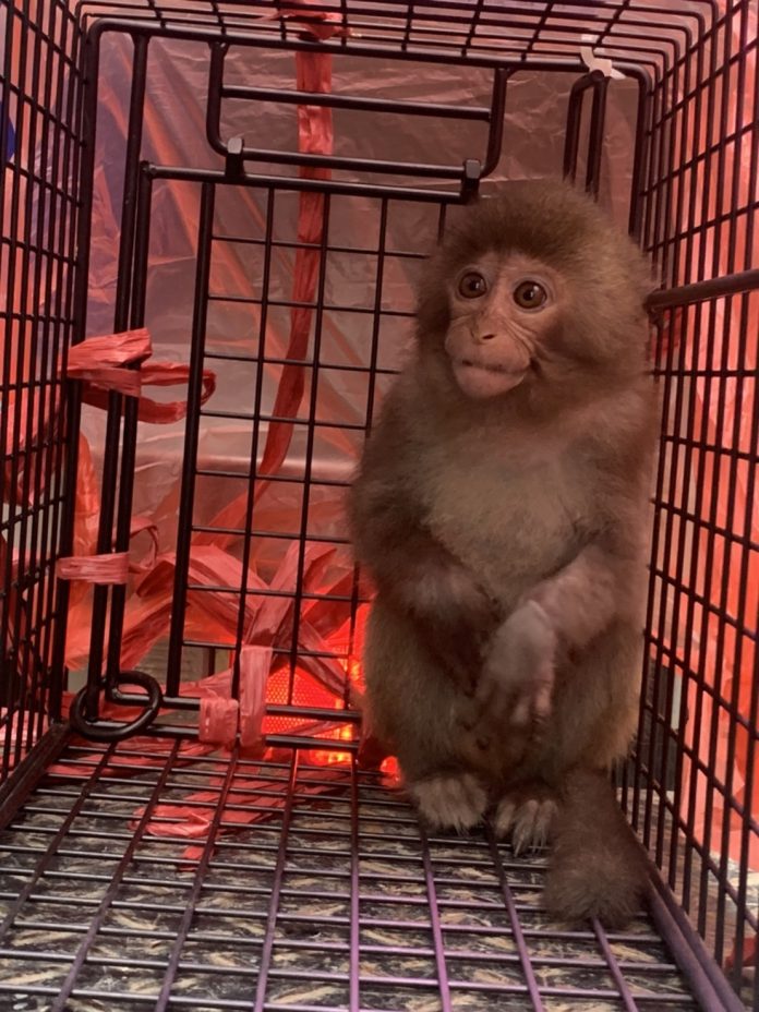 新北餓壞萌猴爽吃雞排 進誘捕籠等待飼主領回