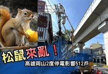 高雄岡山2度停電影響512戶 因松鼠來亂 松鼠來亂 高雄岡山2度停電影響512戶