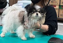 毛孩美容4大消費糾紛 新北動保處籲選擇安心店家 毛孩美容4大消費糾紛 新北動保處籲選擇安心店家