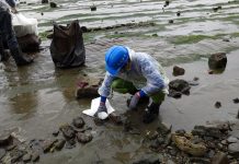 油污染黑北海岸 清運1415公斤廢棄物 油污染黑北海岸 清運1415公斤廢棄物