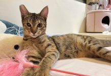 毛寶貝護眼3招 多觀察、防紫外線、補充營養 圖/新北市政府提供