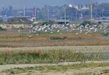 海洋保育專家授課 茄萣濕地紀錄生態 海洋保育專家授課 茄萣濕地紀錄生態