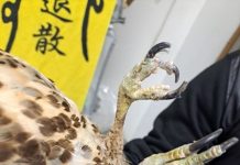 禁私養野生保育類猛禽 恐觸法5年以下徒刑 禁私養野生保育類猛禽 恐觸法5年以下徒刑