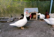 紅臉番鴨受困汙水大排險喪命 新北動保追蹤救援 紅臉番鴨受困汙水大排顯喪命 新北動保追蹤救援