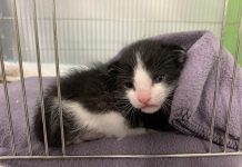 搶救貓咪大作戰 新北動保處蛇管攝影成功救援 給予幼貓保溫及補充營養液。圖/新北市政府提供