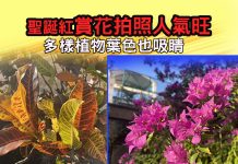 聖誕紅賞花拍照人氣旺 多樣植物葉色也吸睛 聖誕紅賞花拍照人氣旺 多樣植物葉色也吸睛