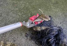 臭青母偷吃雞蛋受困密網 新北動保員助脫困 圖/新北市政府提供