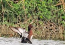 茄萣濕地賞渡冬候鳥 冬日水鳥樂園限定倒數 茄萣濕地賞渡冬候鳥 冬日水鳥樂園限定倒數