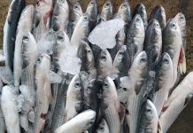 首選年菜烏金游入梧棲漁港 捕撈量三年蟬聯全國第一 首選年菜烏金游入梧棲漁港 捕撈量三年蟬聯全國第一